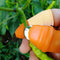 Set of thumb cutters for vegetables