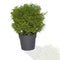 0209 Decoratives -Potted Plastic Artificial Plants