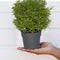 0209 Decoratives -Potted Plastic Artificial Plants