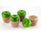 3737 Round Plastic Jar/Container with Apple Shape for Kitchen Storage (500ML)