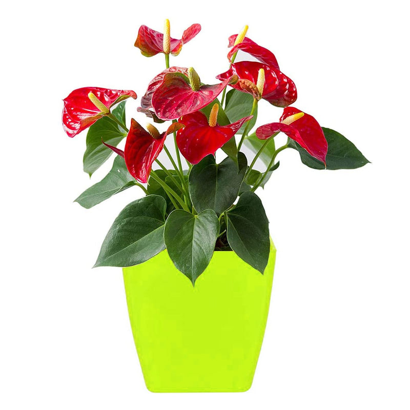 1192  Flower Pots Square Shape For Indoor/Outdoor Gardening - 